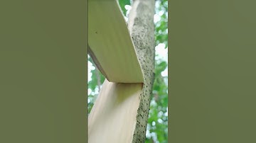 Smart technique for peeling tree bark #shorts