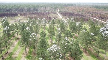 Forestry Mass Controlled Pollination in Loblolly Pine
