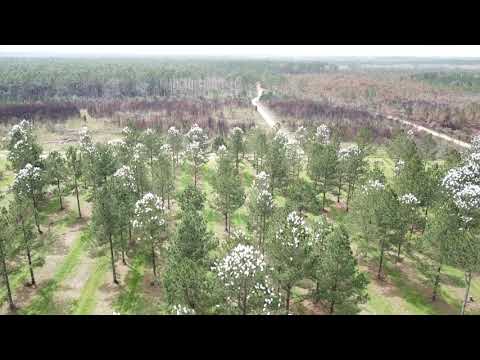 Forestry Mass Controlled Pollination in Loblolly Pine