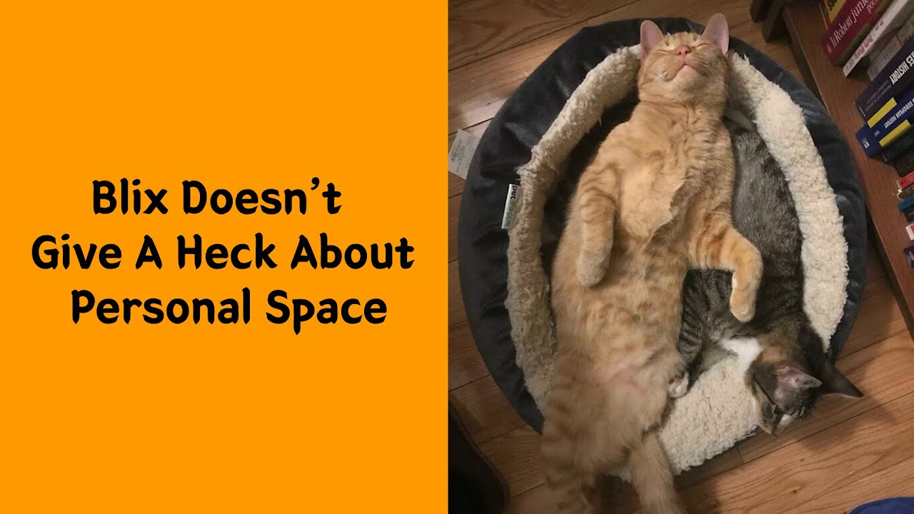 Photo inspiration: Visual Reference: Personal Space These 50 Pets Said Never Heard Of It