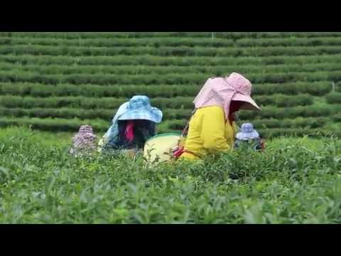 Tips Thailand | Choui Fong Tea Plantation @ Chiang Rai | HD 1080p