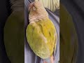 This Is How A Green Cheek Conure Sleeps, They Close Their Eyes #short