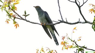 Обыкновенная кукушка (Cuculus canorus) Обыкновенная кукушка (Cuculus canorus)