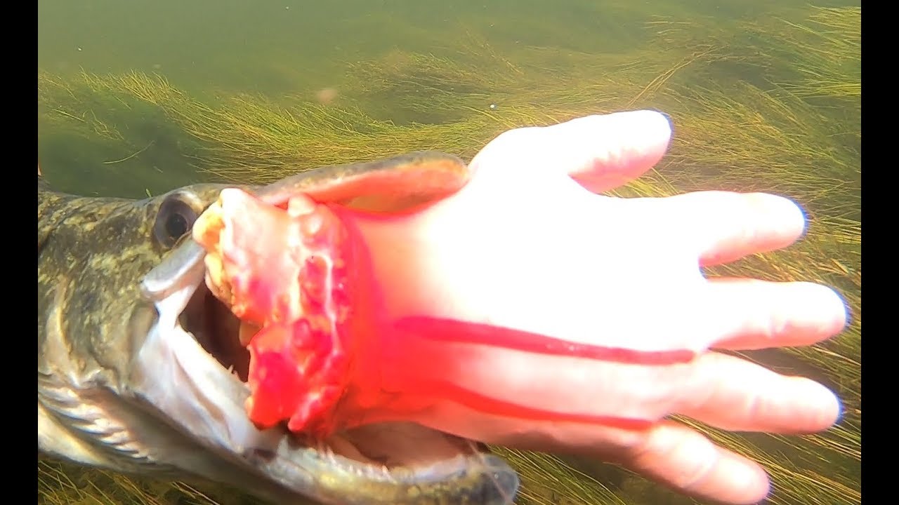 Worst Pike Attack Ever Caught on Film! 