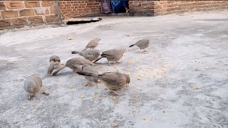 my second vlogs  on morning  birds