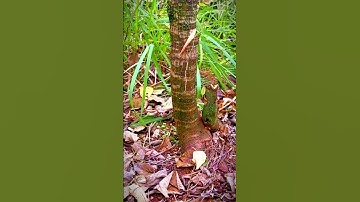 cutting a tree trunk with a sharp axe #shorts