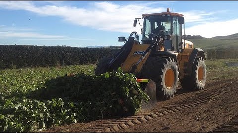 May Inform - Beets Buckets