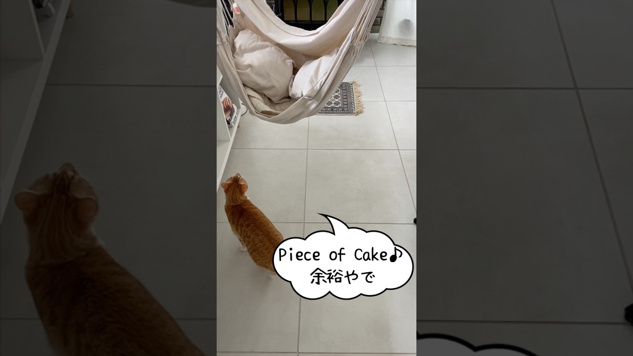 The Leap into the Hammock! 自分でハンモックに乗る猫　#cat　#catlover　#shorts　#猫のいる暮らし