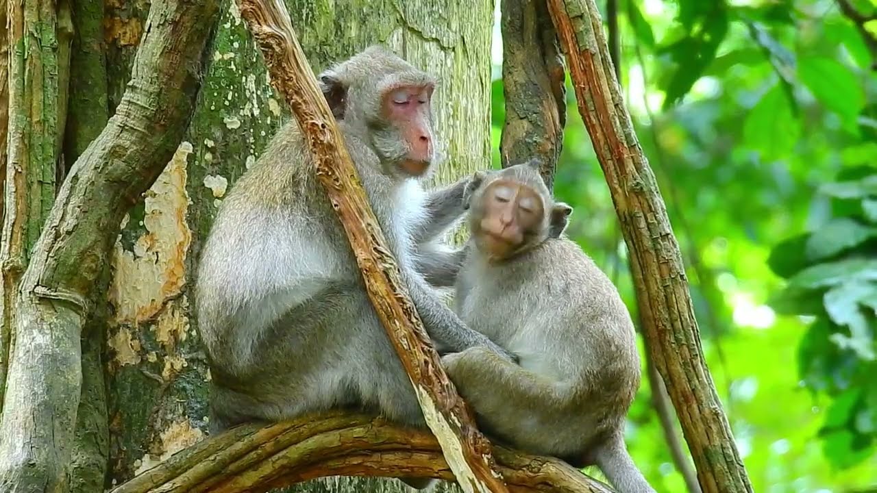 Jonna Bit Jane Angrily Till Jane Could Not Tolerate | Knocked Jonna Down from the High Tree