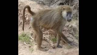 Yellow Baboon Sound Effects