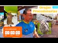 Mi perra casi muere con las procesionarias