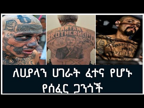 ቪዲዮ: ወሮበሎች ሮስት ይፈልጋሉ?