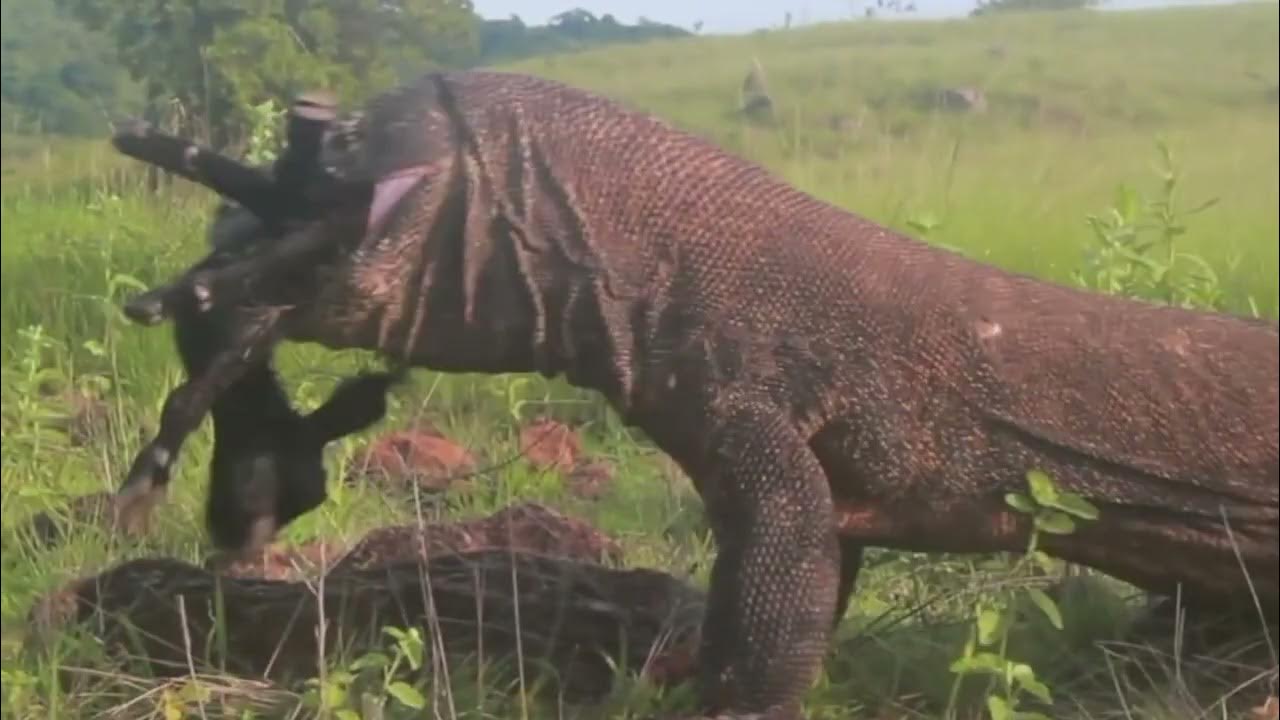 Komodo dragon predation コモドドラゴン捕食 科莫多巨蜥捕食 - YouTube