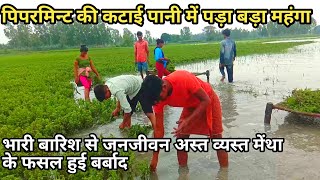 Mentha ki kheti | पिपरमिन्ट की फसल बारिश मे हुई बर्बाद | peppermint farming | Arvind youtuber