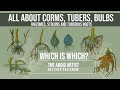 What is a Bulb, Corm, Tuber, Rhizome, Tuberous Roots: Confused? Not anymore!