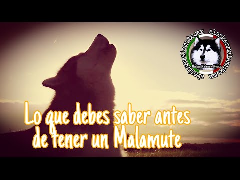 Video: ¿Es un perro Malamute de Alaska adecuado para usted?