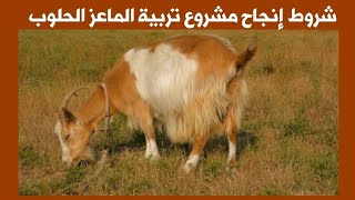 شروط إنجاح مشروع تربية الماعز الحلوب