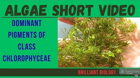 PIGMENTS FOUND IN CHLOROPHYCEAE | ALGAE INTRODUCTION | GENERAL CHARACTERSTICS OF ALGAE #neet #botany