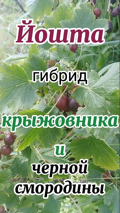 Йошта - гибрид чёрной смородины и крыжовника. - YouTube