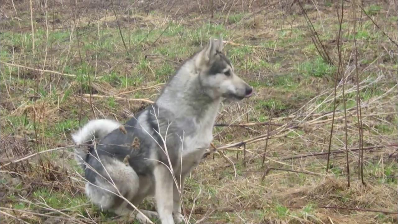 Каюр лайки соловьева ю. Лайки соловьева. Лайки соловьева ю. Лайки соловьи. Лайки соловьи.