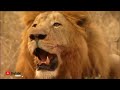 Shekar he shekar - 2022 New Amazing lion hunting video - Zebra ko kesy mardia sher na ,
