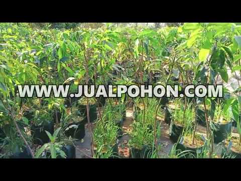 Miliki Kebun Lezat dengan Pohon Mangga Gadung Super