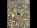 What Dortmund S Yellow Wall REALLY Sounds Like Football Podcast Shorts What Dortmund S Yellow Wall REALLY Sounds Like Football Podcast Shorts