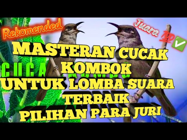 Masteran Cucak Kombok, pilihan juri no 1 ✅ REKOMENDASI TERBAIK▶️❗ class=