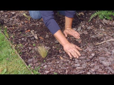 Video: Corteza de pino: propiedades, uso en jardinería, reglas para cubrir y decorar