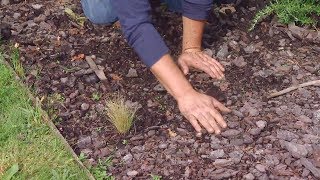 Ventajas de utilizar la corteza de pino - Decogarden