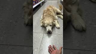 goldenretriever gsds puppy germanshepheard cute goldenretreiver love