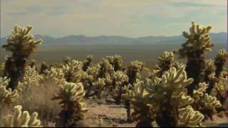 Unusual Beauty of Joshua Tree National Park