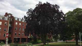 Copper Beech (Fagus sylvatica f. purpurea) - tree - June 2018