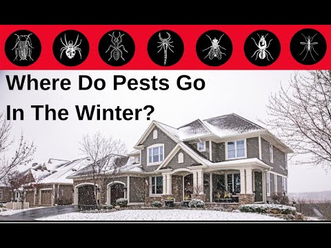 Where do Pests go in the Winter?