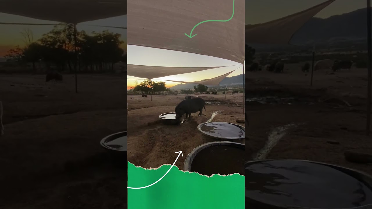 Summer SCANDAL at the Trough @ Steampunk Farms Rescue Barn