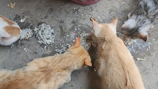熬完鱼汤后的惊喜：猫咪与鱼骨的欢乐时光！ by Little Zhang's Cats 28 views 11 days ago 2 minutes, 29 seconds