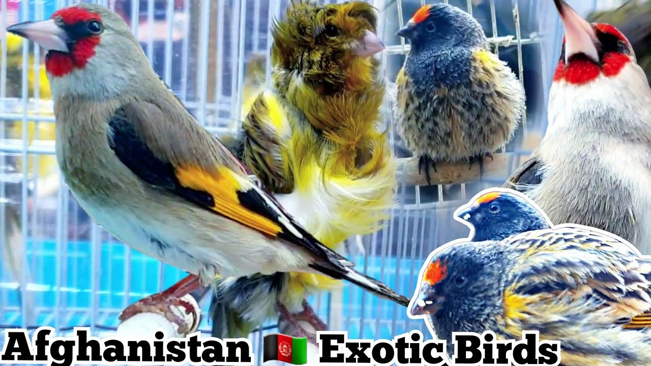 Exotic Birds selling | Goldfinches | Canary | Gulser | سایره های فروشي |