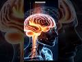 क्या हमारा दिमाग़ बिजली बनाता है? ⚡🧠 | Brain Power Facts | HiddenFactStory#Shorts#viral #BrainFacts