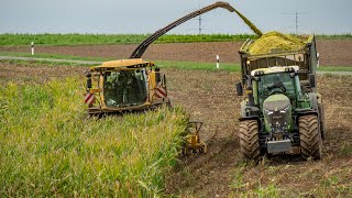 Maishäckseln im Luxemburg / Fendt + New Holland / Dellferme