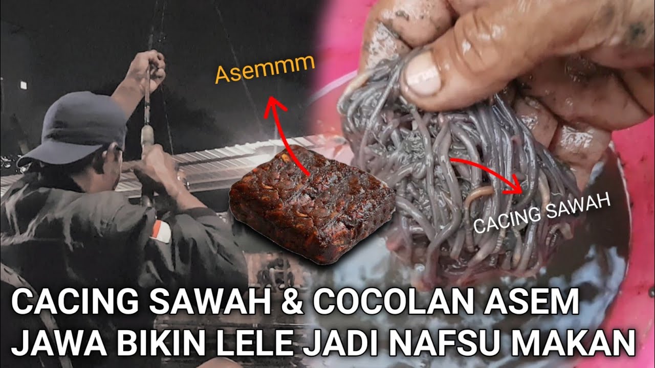MANCING GT LELE PAKAI MEDIA UMPAN CACING SAWAH PLUSS COCOLAN ASEM JAWA , BIKIN LELE JADI NAFSU MAKAN
