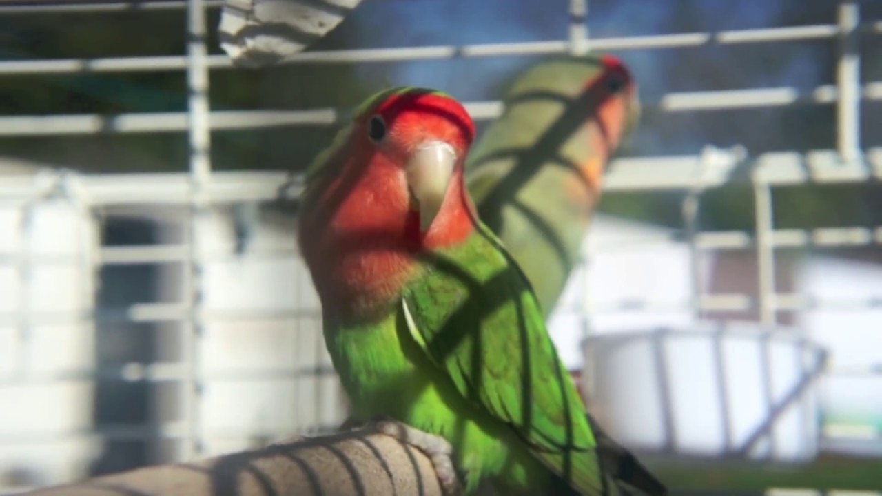 lovebird hd youtube
