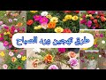 اهم طرق تهجين نبات ورد الصباح الناز ونبات  الناز الهندي ورد البربين النبات الاجمل والمزهر طول الصيف