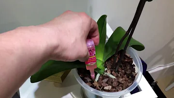 Is Baby Bio OK for orchids?