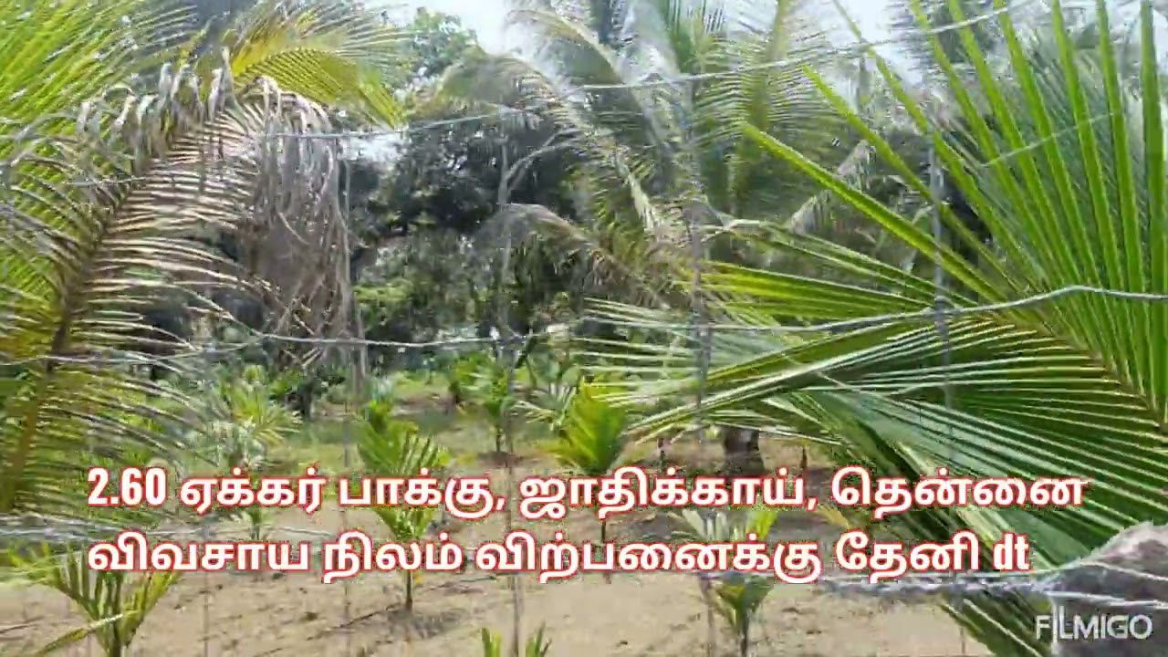 2 . 60 ஏக்கர் பாக்கு, ஜாதிக்காய், தென்னை விவசாய நிலம் விற்பனைக்கு தேனி மாவட்டம் 