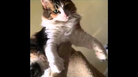 Talk to Your Cat with Conversational Catonese: Lesson 9