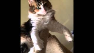 Talk To Your Cat With Conversational Catonese Lesson 9