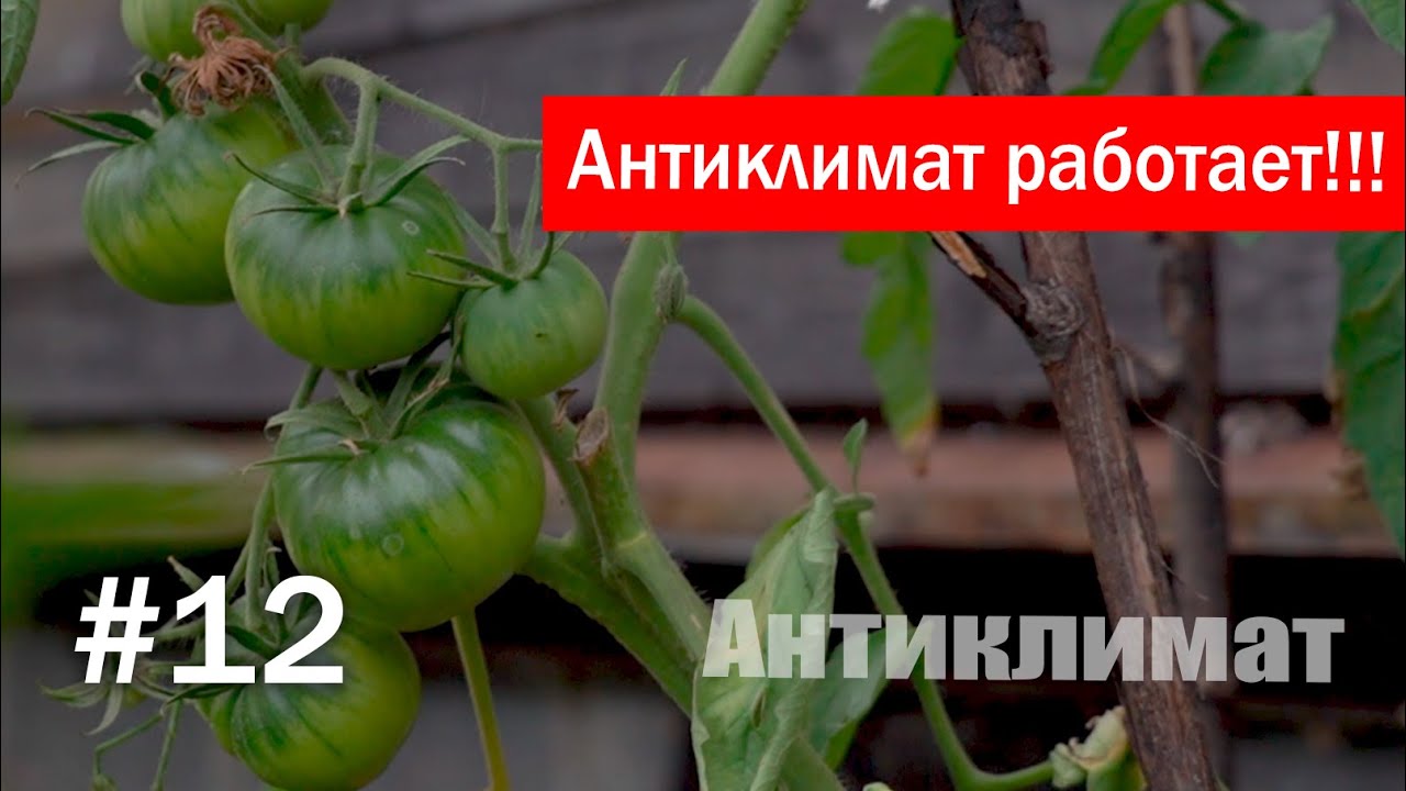 Антиклимат работает! Но это не точно....