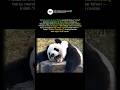 "Diplomasi Panda" Negara China