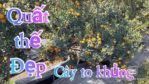 Quất thế, quất tết 2021 - 2022 quat Tết