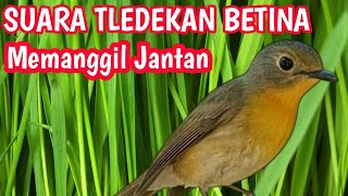 TLEDEKAN BETINA MEMANGGIL JANTAN AMPUH